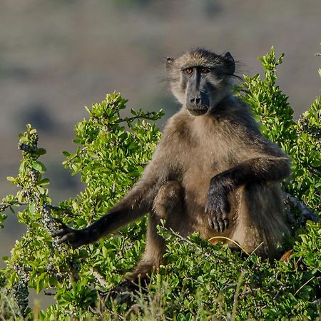 Kwandwe Private Game Reserve - Ecca Lodge Grahamstown Eksteriør billede