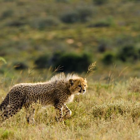 Kwandwe Private Game Reserve - Ecca Lodge Grahamstown Eksteriør billede