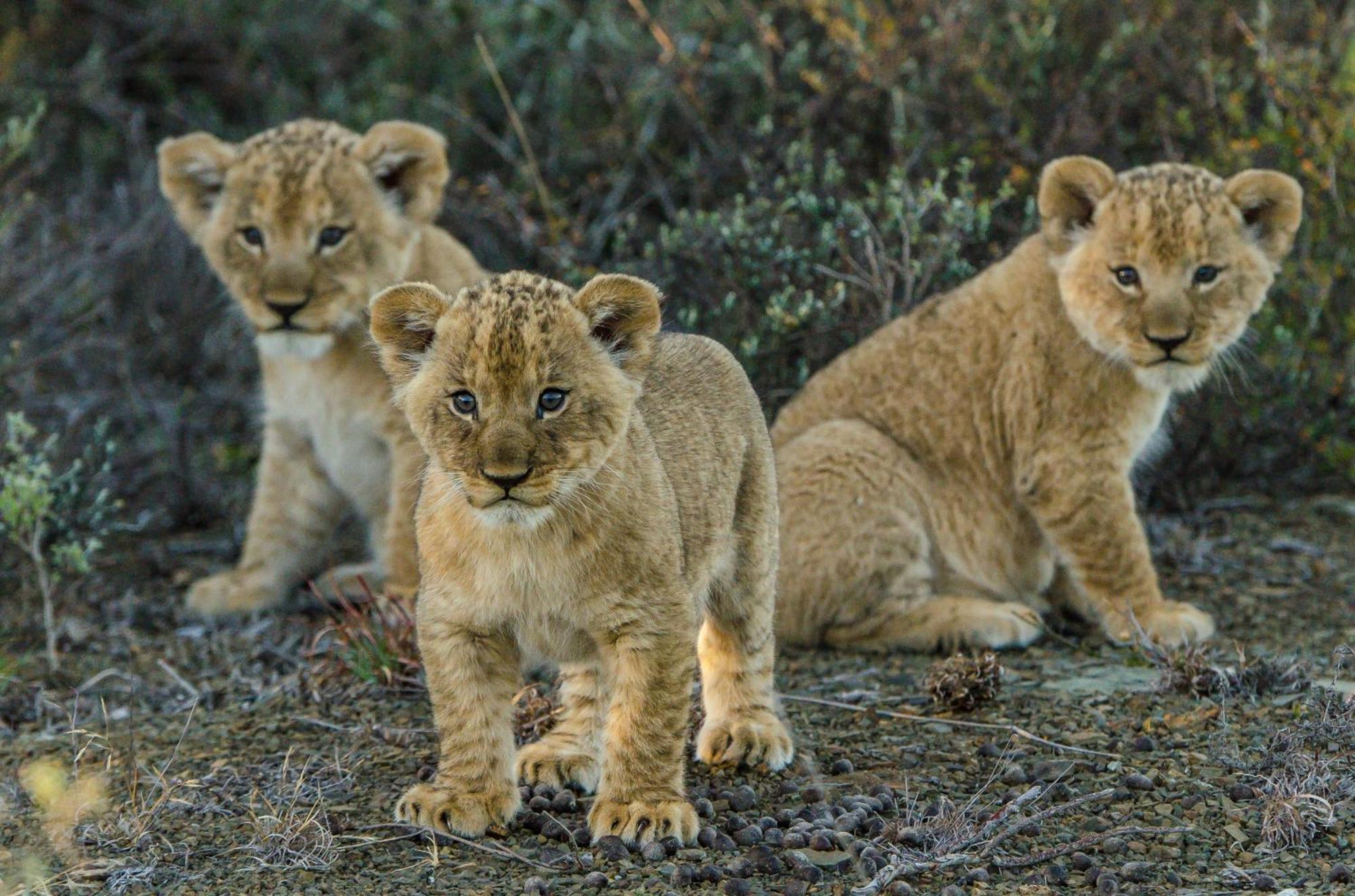 Kwandwe Private Game Reserve - Ecca Lodge Grahamstown Eksteriør billede