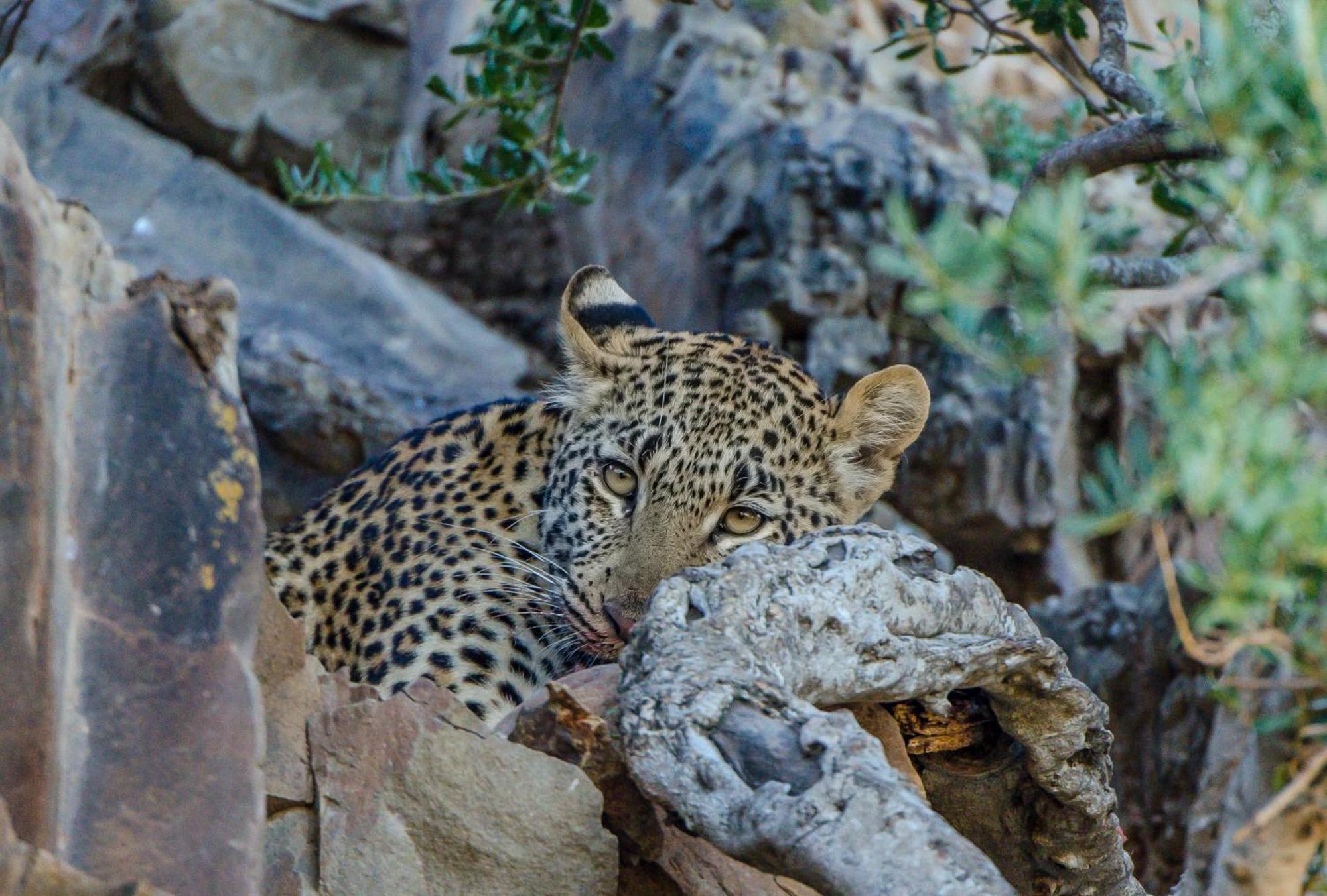 Kwandwe Private Game Reserve - Ecca Lodge Grahamstown Eksteriør billede