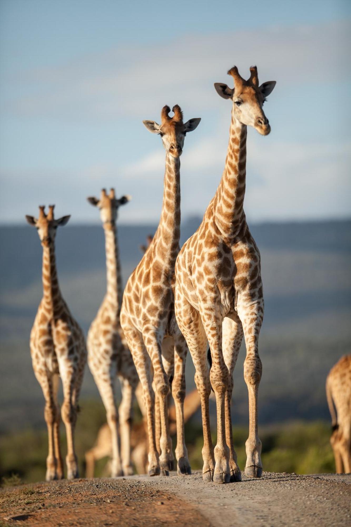 Kwandwe Private Game Reserve - Ecca Lodge Grahamstown Eksteriør billede