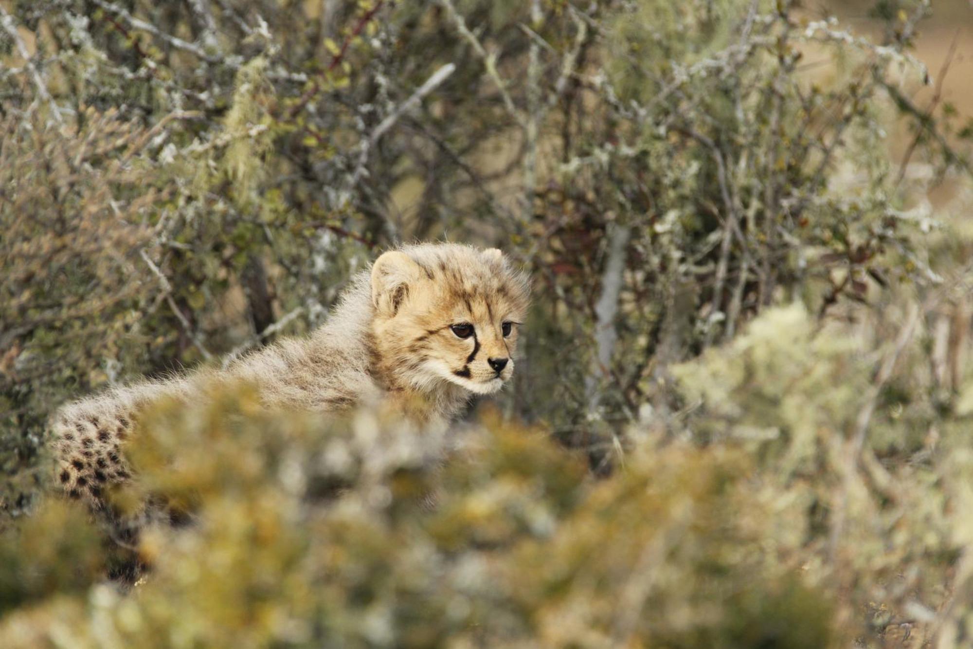 Kwandwe Private Game Reserve - Ecca Lodge Grahamstown Eksteriør billede
