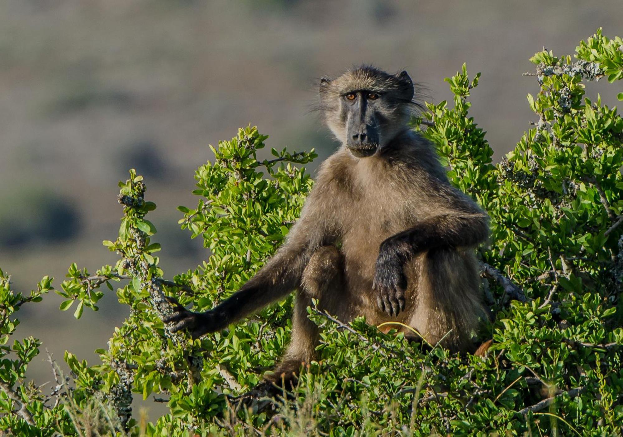 Kwandwe Private Game Reserve - Ecca Lodge Grahamstown Eksteriør billede