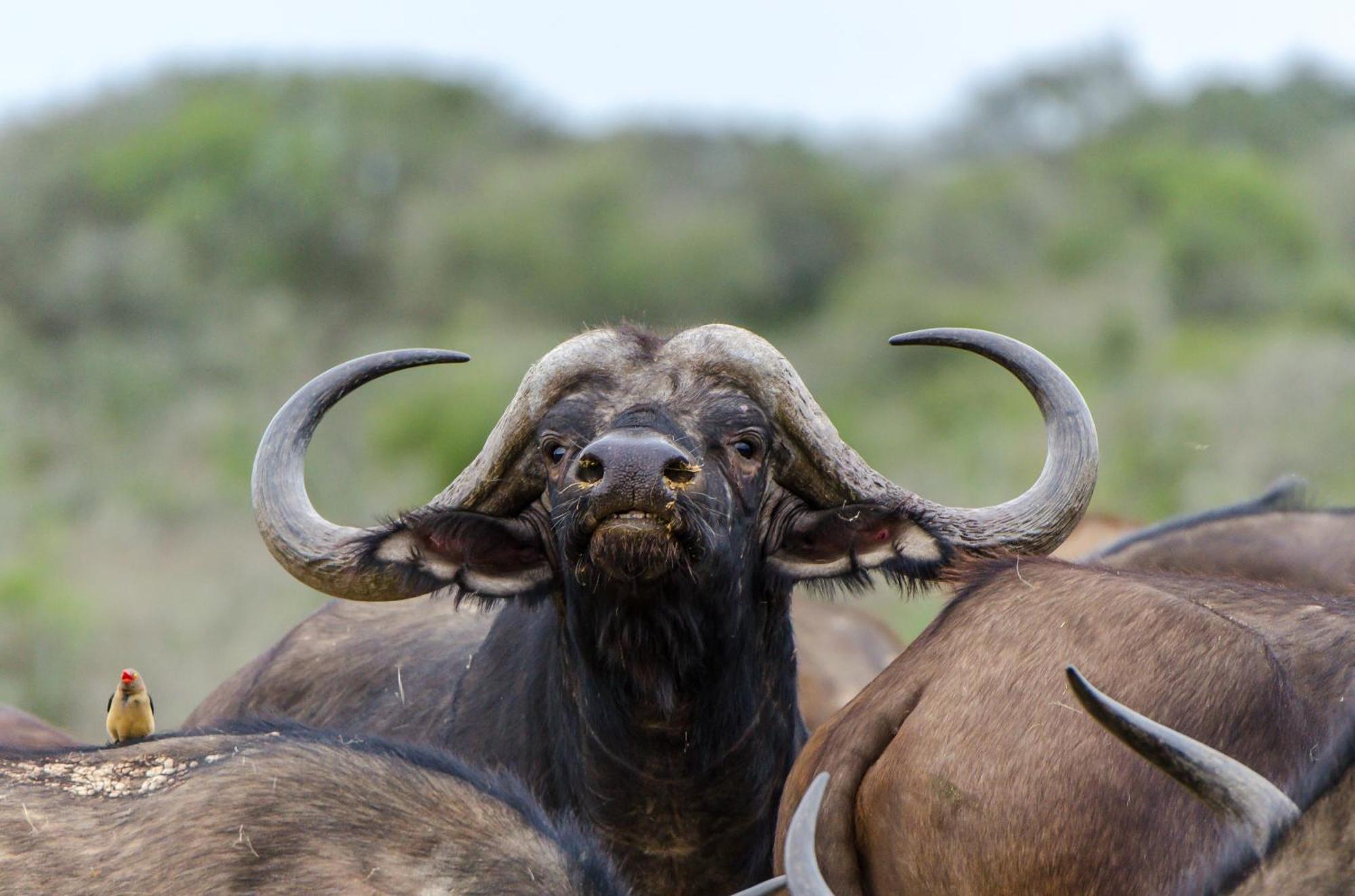 Kwandwe Private Game Reserve - Ecca Lodge Grahamstown Eksteriør billede