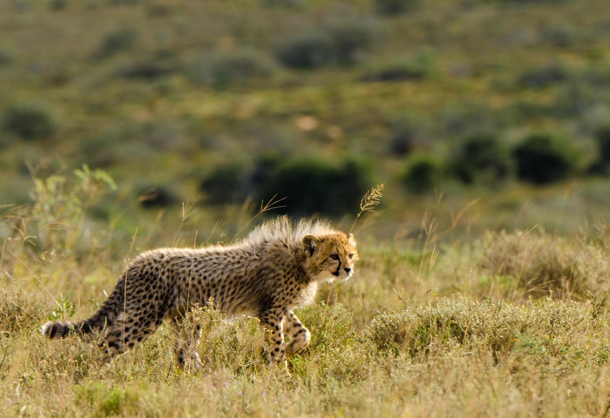 Kwandwe Private Game Reserve - Ecca Lodge Grahamstown Eksteriør billede
