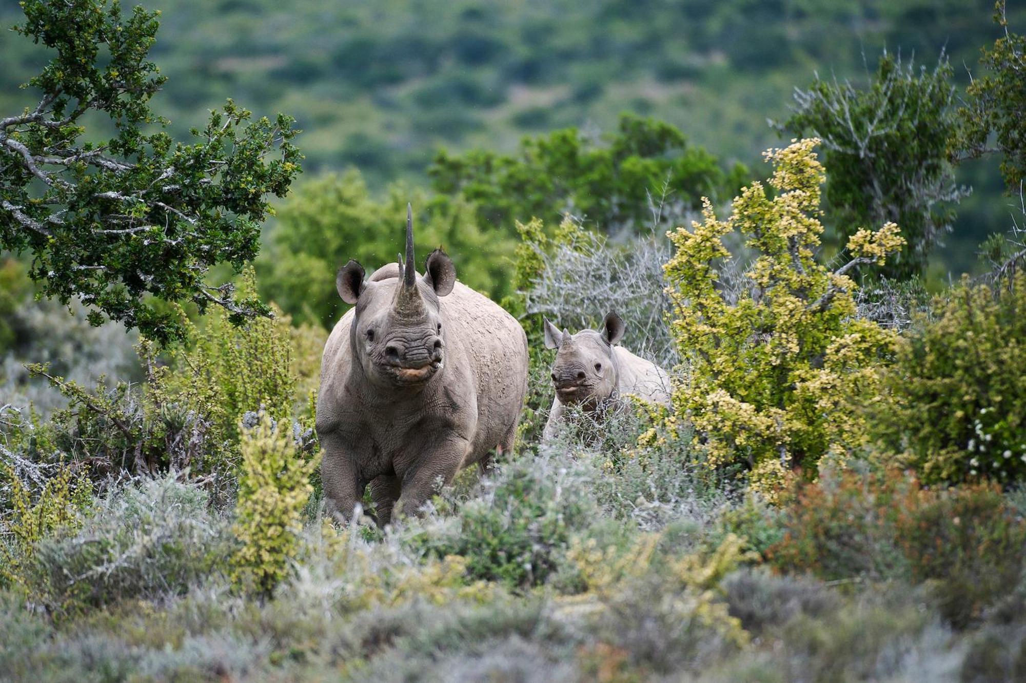 Kwandwe Private Game Reserve - Ecca Lodge Grahamstown Eksteriør billede