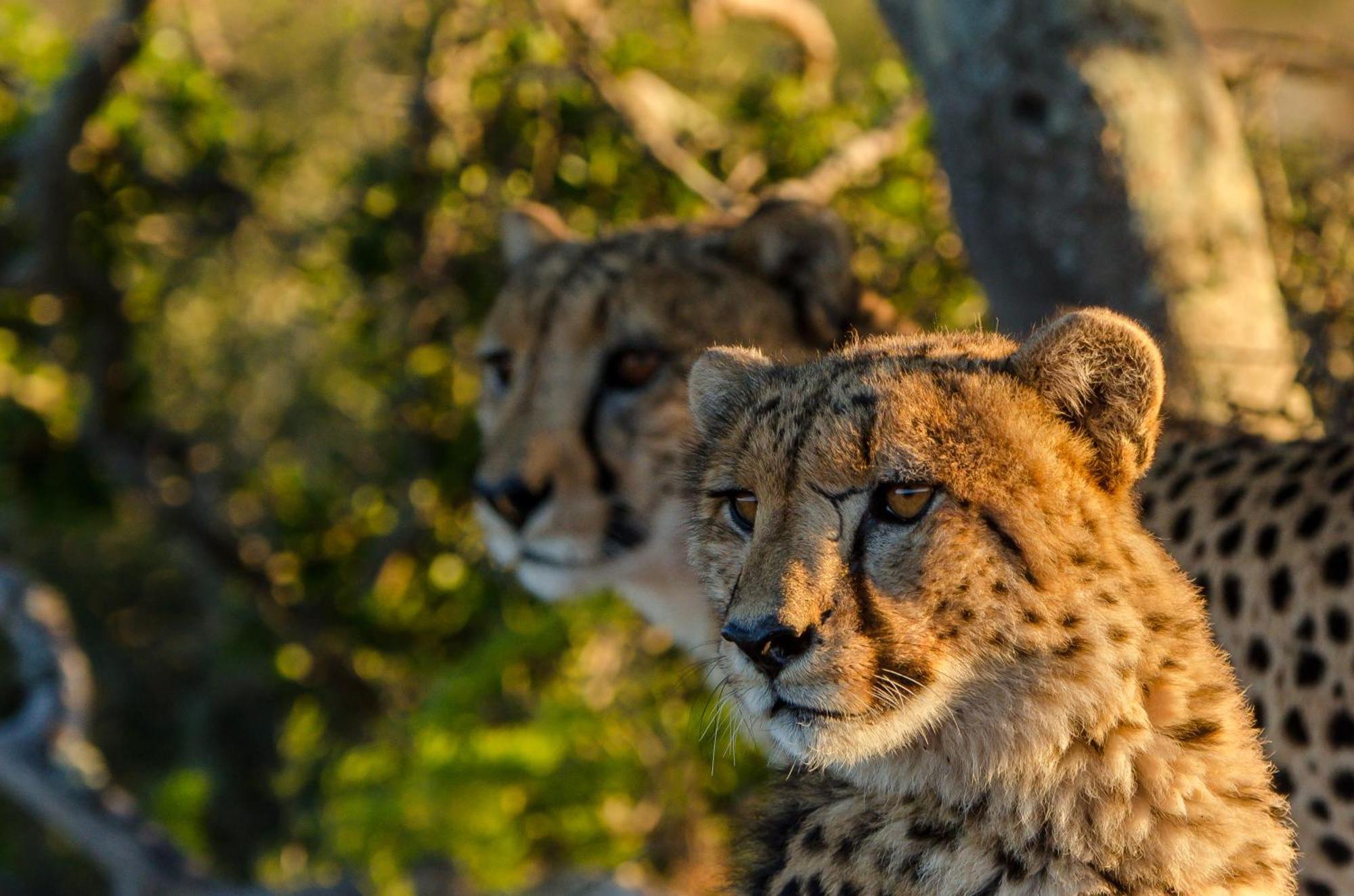 Kwandwe Private Game Reserve - Ecca Lodge Grahamstown Eksteriør billede