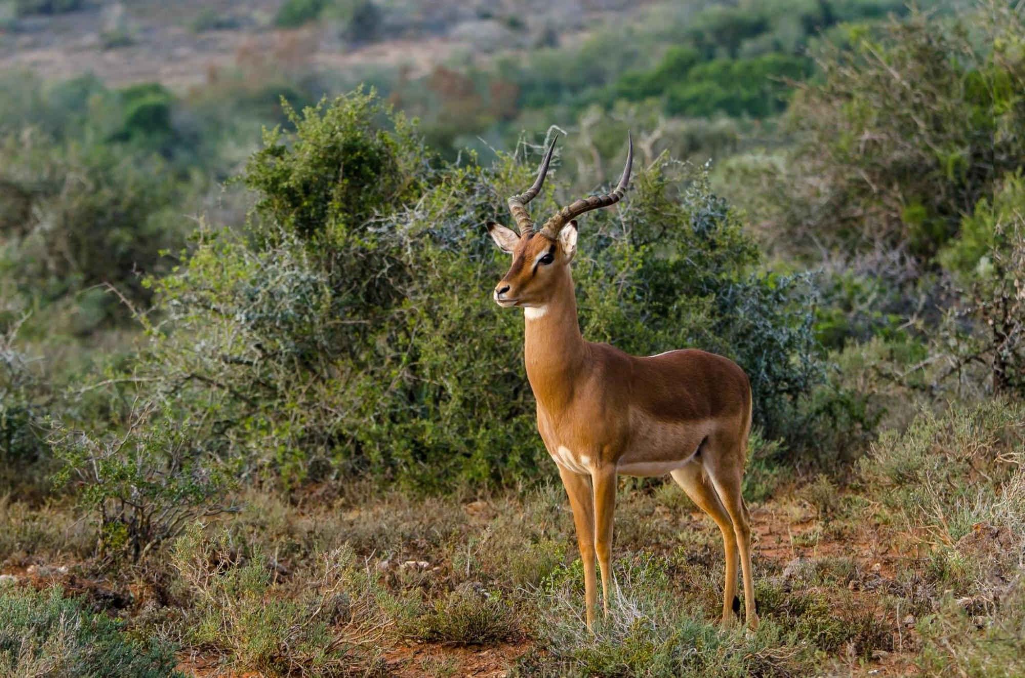 Kwandwe Private Game Reserve - Ecca Lodge Grahamstown Eksteriør billede